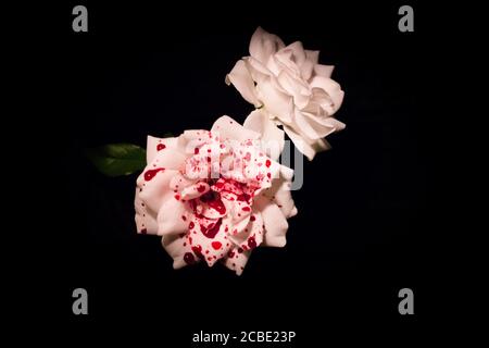 Bianco fiore rosa in fiore al buio Foto Stock