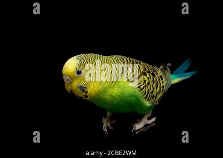 Parakeets budgerigar uccello (Melopsittacus undulatus) budgie isolato su sfondo nero Foto Stock