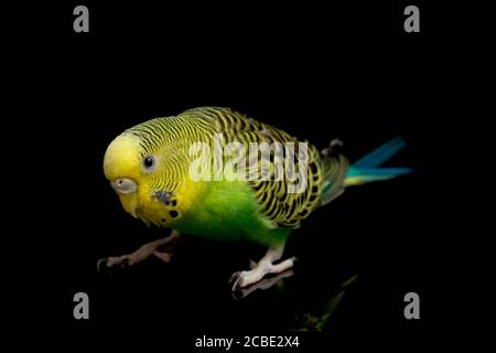 Parakeets budgerigar uccello (Melopsittacus undulatus) budgie isolato su sfondo nero Foto Stock