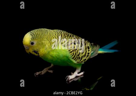 Parakeets budgerigar uccello (Melopsittacus undulatus) budgie isolato su sfondo nero Foto Stock