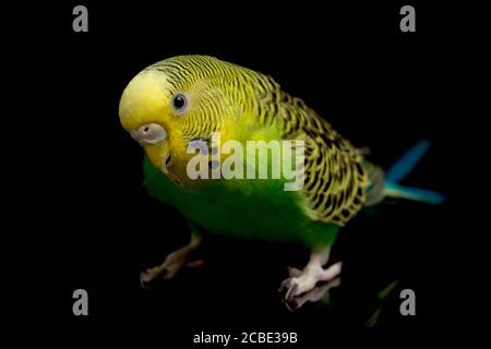 Parakeets budgerigar uccello (Melopsittacus undulatus) budgie isolato su sfondo nero Foto Stock