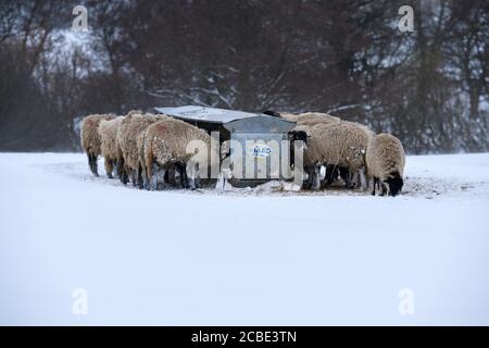 Neve fredda giorno d'inverno e pecore affamate in piedi nella neve (bleak campo esposto) si sono riuniti intorno hayrack mangiare fieno - Ilkley Moor, Yorkshire Inghilterra UK. Foto Stock