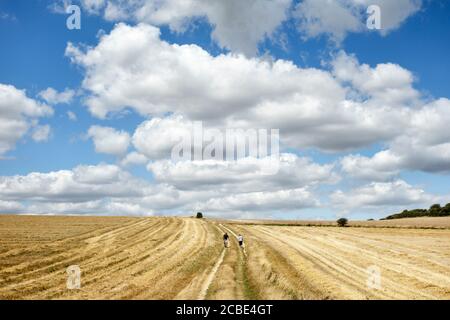 Camminando attraverso i campi stoppie sul sentiero costiero Kent (o Saxon Shore Way) vicino a Kingsdown, Deal, Kent, UK Foto Stock