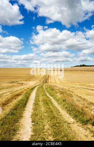 Camminando attraverso i campi stoppie sul sentiero costiero Kent (o Saxon Shore Way) vicino a Kingsdown, Deal, Kent, UK Foto Stock