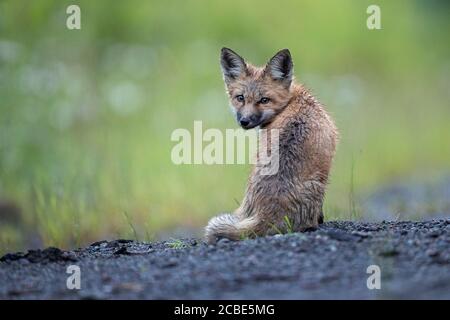 Il kit della volpe rossa (Vulpes vulpes) si trova su un sentiero sterrato, la sua pelliccia bagnata risplende mentre guarda indietro, incorniciata da una lussureggiante foresta verde in primavera. Foto Stock