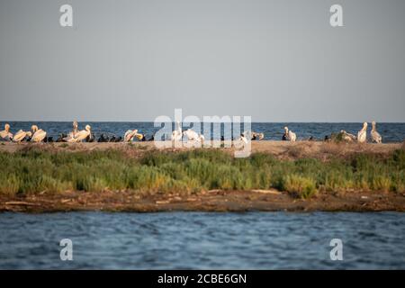 Una colonia di grandi cormorani (Phalacrocorax carbo) nel delta del Danubio. Riserva naturale Foto Stock