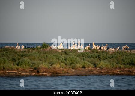 Una colonia di grandi cormorani (Phalacrocorax carbo) nel delta del Danubio. Riserva naturale Foto Stock