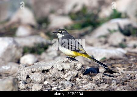 Femmina Wagtail grigio (Motacilla cinerea). Grigio cutrettole si trovano in tutta Europa temperata e Asia e parti del nord Africa. Essi sono insectivo Foto Stock