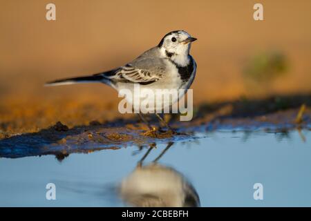 White wagtail (Motacilla alba) in piedi in una piscina. White cutrettole sono insettivori, preferendo vivere in aperta campagna dove è facile da individuare e p Foto Stock