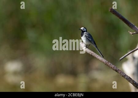 White wagtail (Motacilla alba) in piedi in una piscina. White cutrettole sono insettivori, preferendo vivere in aperta campagna dove è facile da individuare e p Foto Stock