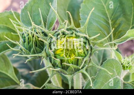 Germoglio di girasole. Primo piano impianto. Macro di un germoglio di girasole. Foto Stock