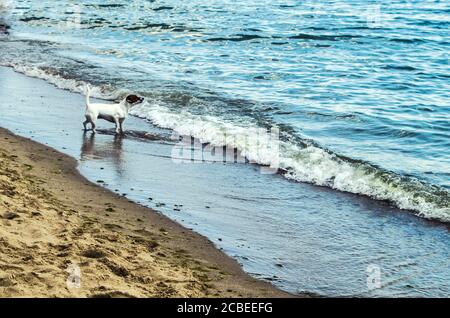 Jack Russell Terrier cane dal mare. Foto animale. Foto Stock