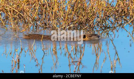 Coypu, o nutria (Myocastor coypus) che nuotano in acqua. Fotografato in Israele, Valle di Hula. Un grande roditore erbivoro, semiacquatico. Il coypu vive Foto Stock