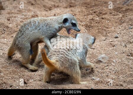 I meerkat lottano per il territorio. I meerkat o i suricati giocano combattendo nella sabbia Foto Stock