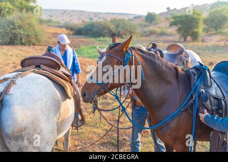 Passeggiate a cavallo nella valle di Jezreel, Israele. Foto Stock