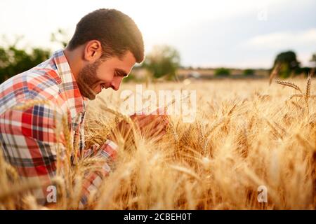 Sorridente contadino che tiene e annuiva un mazzo di orecchie di grano coltivato mature in mani. Agronomo che esamina la coltura di cereale prima della raccolta sull'alba Foto Stock