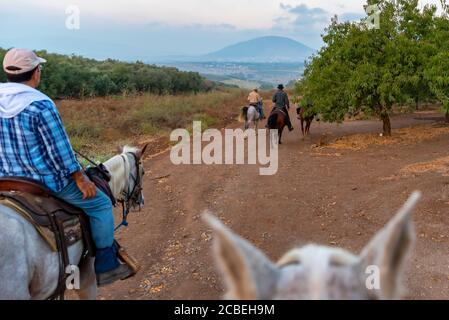 Passeggiate a cavallo nella valle di Jezreel, Israele. Mount Tabor può essere visto in background Foto Stock
