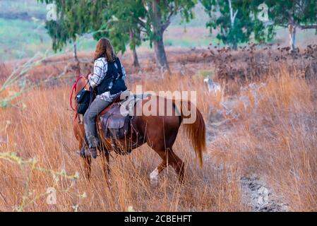 Passeggiate a cavallo nella valle di Jezreel, Israele. Foto Stock