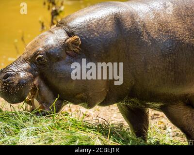 Colpo di closeup di un grande ippopotamo che alimenta piante verdi Foto Stock