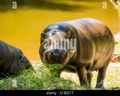 Vista frontale di un grande ippopotamo che si nuda a piante verdi Foto Stock