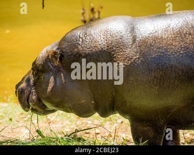 Colpo di closeup di un grande ippopotamo che alimenta piante verdi Foto Stock