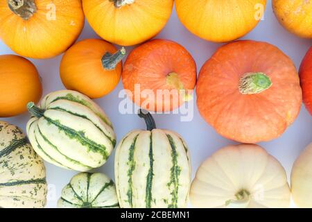 Zucche e squash cibo autunno piatto fondo di posa. Varietà diverse. Foto Stock