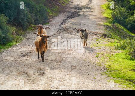 Una mandria di capre che pascolano gratis. Fotografata sull'isola di Poros, la Grecia Poros è una piccola coppia di isole greche nella parte meridionale del Golfo Saronico, in Grecia Foto Stock