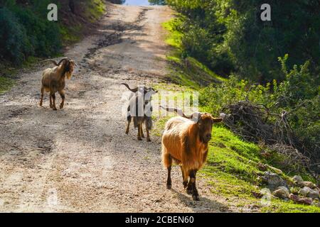 Una mandria di capre che pascolano gratis. Fotografata sull'isola di Poros, la Grecia Poros è una piccola coppia di isole greche nella parte meridionale del Golfo Saronico, in Grecia Foto Stock