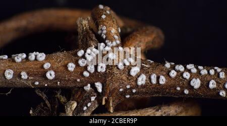 Micromungi, Flagelloschypha pilatii. Su Clematis, Regno Unito Foto Stock