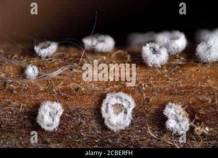 Micromungi, Flagelloschypha pilatii. Su Clematis, Regno Unito Foto Stock