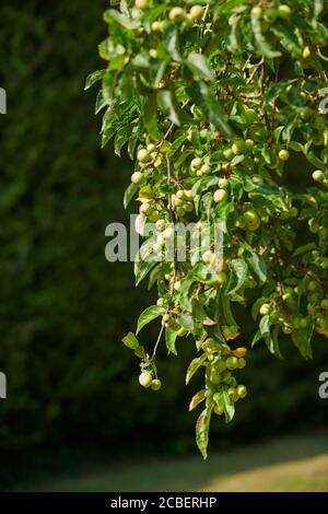 Oregon Crabapple (Malus fascia) l'estate, in un giardino inglese, East Yorkshire, Inghilterra, Regno Unito, GB. Foto Stock