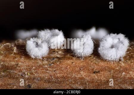 Micromungi, Flagelloschypha pilatii. Su Clematis, Regno Unito Foto Stock