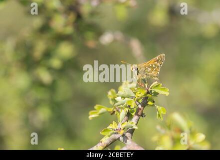 Argento-spotted skipper (Hesperia virgola) Foto Stock