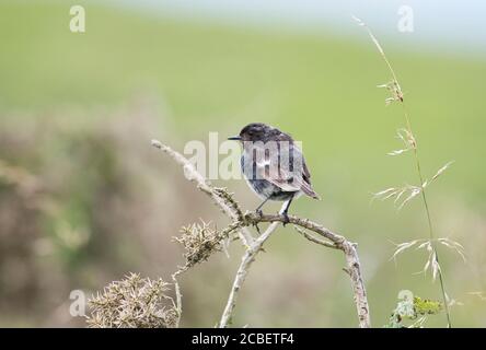 Stonechat (Saxicola torquatus), uccello immaturo recentemente volato. Foto Stock