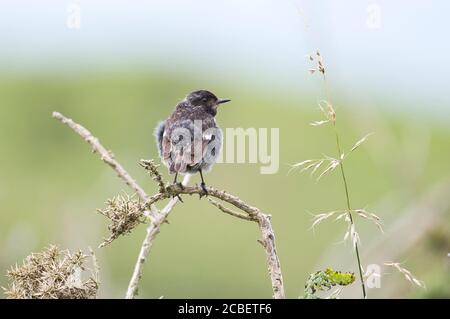 Stonechat (Saxicola torquatus), uccello immaturo recentemente volato. Foto Stock
