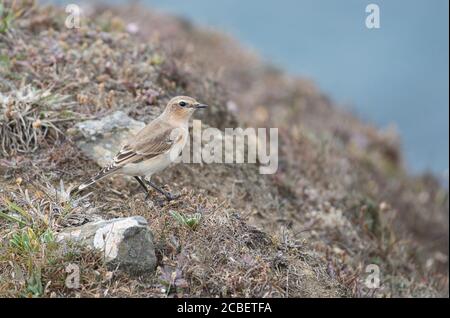 Orecchio di sibilo (enanthe enanthe) Fotografato all'inizio dell'autunno sulla costa del Pembrokeshire Foto Stock