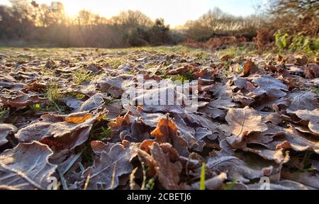 Foglie invernali coperte di gelo Foto Stock