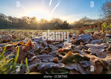 Foglie invernali coperte di gelo Foto Stock