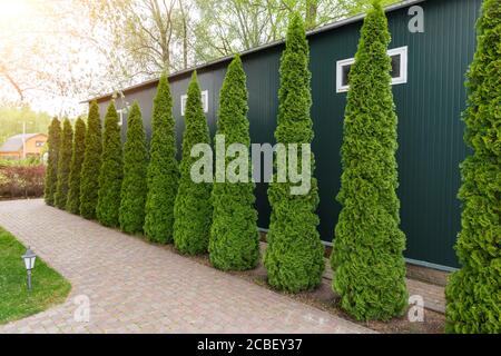 Fila di alti thuja occidentalis sempreverdi alberi recinzione siepe verde lungo il percorso a cortile cottage campagna. Progettazione paesaggistica, topiary e. Foto Stock