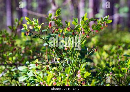 Un Bush di mirtilli in fiore nella foresta in un cancellazione Foto Stock