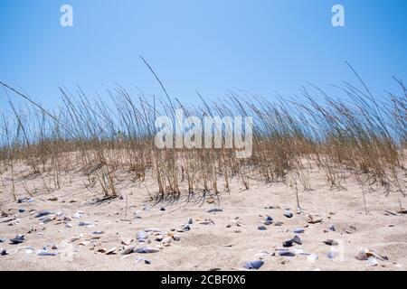 Ampio paesaggio a basso angolo di erba sulle dune di sabbia sulla spiaggia, erba di mare con Blue Sky sfondo Foto Stock