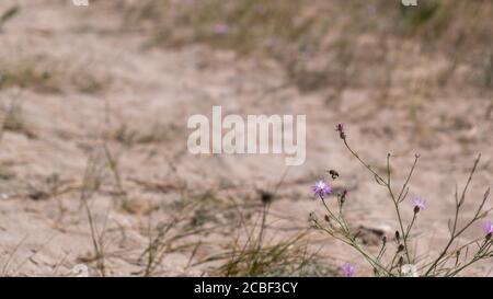 Closeup di fiori selvatici nelle dune di sabbia con sfocatura sfondo Foto Stock