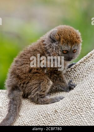 Baby Alaotran lemure dolce (Hapalemur griseus alaotrensis) Foto Stock