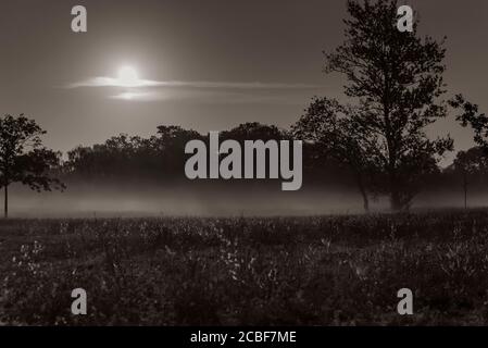 su un prato foggy, con una torcia nella nebbia, prato foggy con luce luna, foto in bianco e nero Foto Stock
