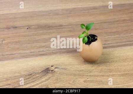 pianta piccola che cresce all'interno di un guscio d'uovo