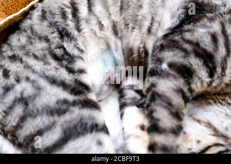 Il gatto è sdraiato sul suo lato, la sutura sull'addome dall'operazione è visibile. Cornish Rex, tabby, 7 mesi. Foto Stock