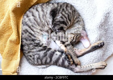 Il gatto dorme arricciato. La giunzione è visibile dopo la sterilizzazione. Vista dall'alto. Foto Stock