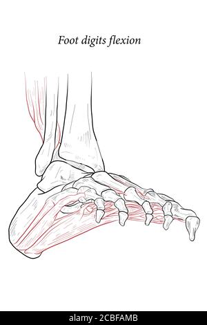 Illustrazione medica delle cifre del piede i muscoli di flessione che agiscono sul piede si estendono da sopra il ginocchio a vari punti sullo scheletro del piede. Disegno di linea f Illustrazione Vettoriale