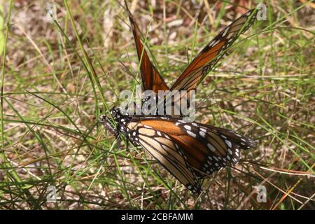 Monarch farfalla su viola sciolto life fiore Foto Stock