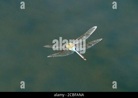Green Darner Dragonfly in volo su palude Foto Stock